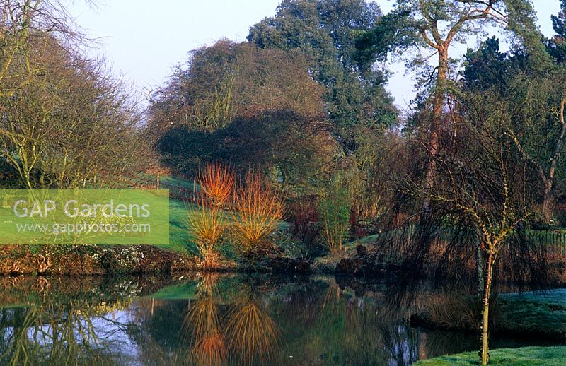 Winter lake with colourful shrubs like Cornus 'Midwinter Fire' at Benington Lordship Garden