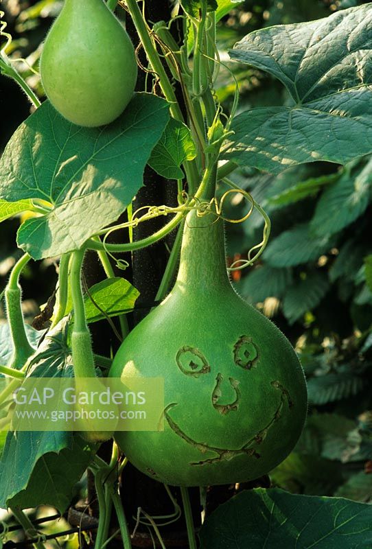 Climbing squash decorated with funny faces for children