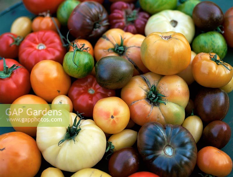 Lycopersicon esculentum - Selection of Heritage tomatoes including 'Green Zebra', 'Orange Queen', 'Black Crimea' and 'Purple Calabash'