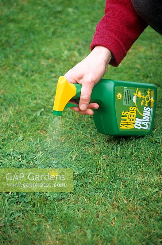 Spot treating lawn weeds with ready to use weed killer trigger spray