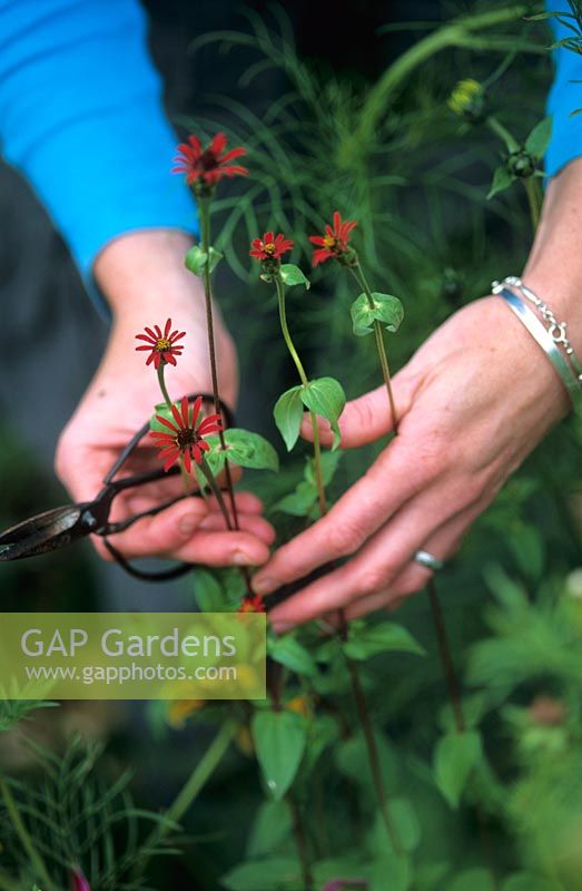 Picking flowers -  Zinnia tenuifolia 'Red Spider'