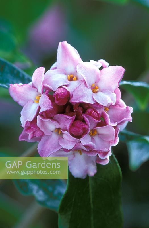 Daphne bholua 'Peter Smithers' flowering in January