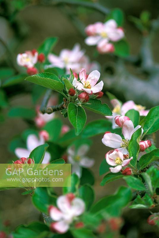 Malus domestica 'Greensleeves' with Spring blossom
