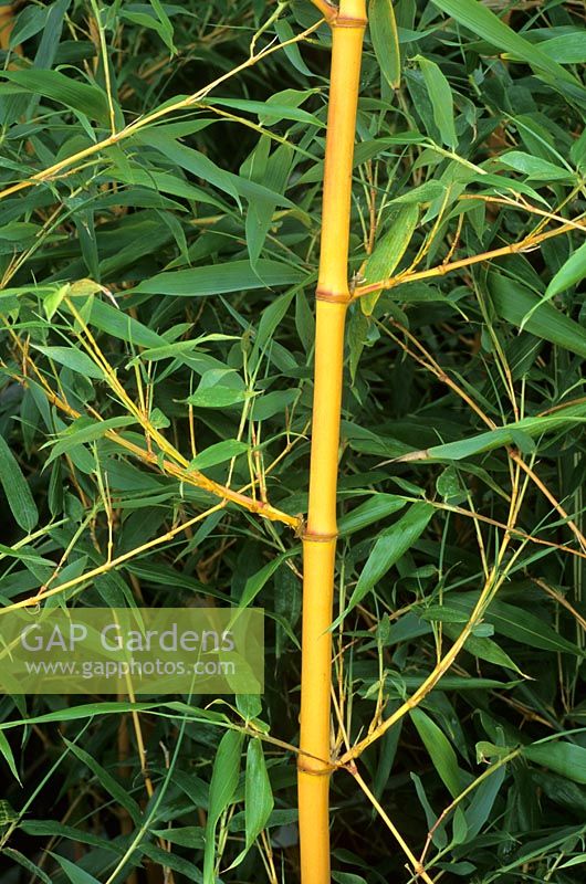 Phyllostachys bambusoides 'Allgold', syn Holochrysa