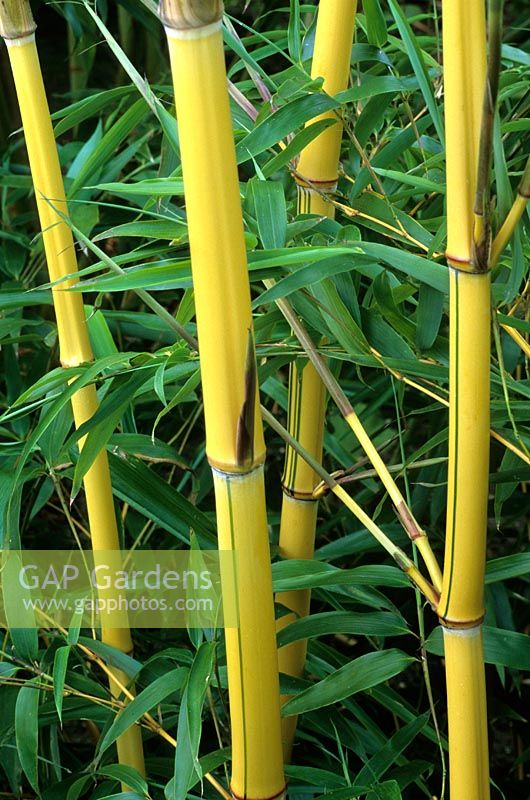 Phyllostachys vivax 'Aureocaulis' - Yellow Bamboo