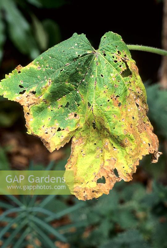 Rust on Alcea rosea - Hollyhock Leaf