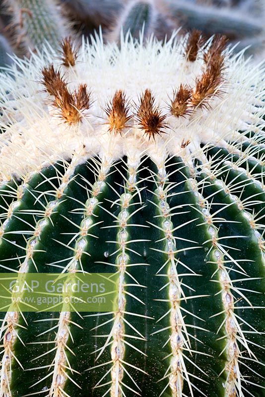 Echinocactus grusonii - Golden Barrel Cactus