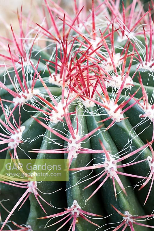 Ferocactus pilosus - Cactus