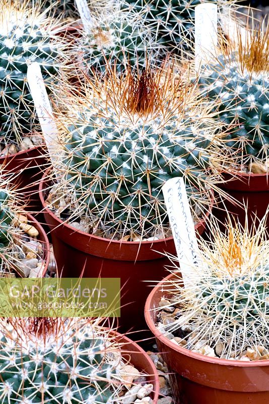 Mammilaria petterssoni - Cactus plants for sale in Nursery