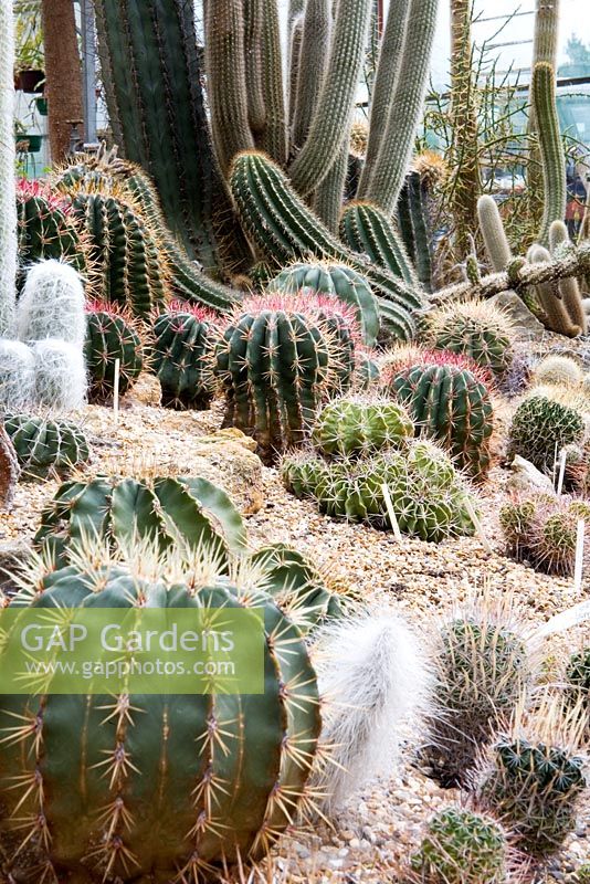 Collection of Ferocactus growing in heated glasshouse