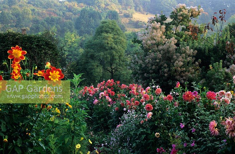 Monet's garden in Giverny, France with  Dahlias and Cotinus coggygria