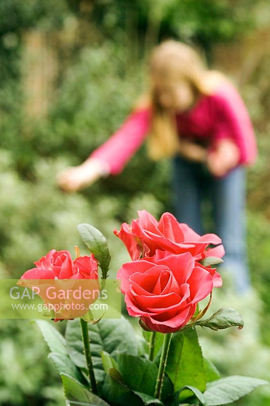 Red Roses in a vase with girl gardening in background