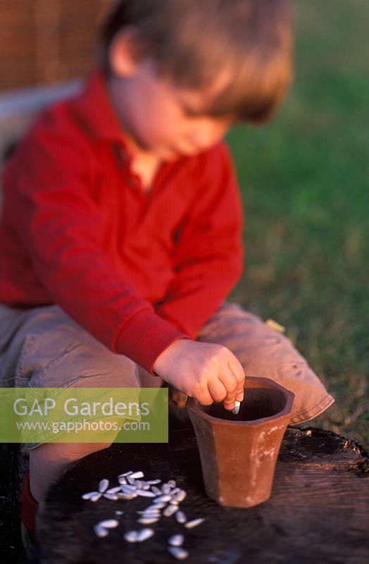 Young boy sowing Helianthus - Sunflower seeds in terracotta pot in April 