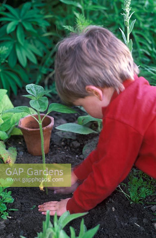 Young boy planting and firming in young Helianthus - Sunflower plant which he has grown from seed, May 