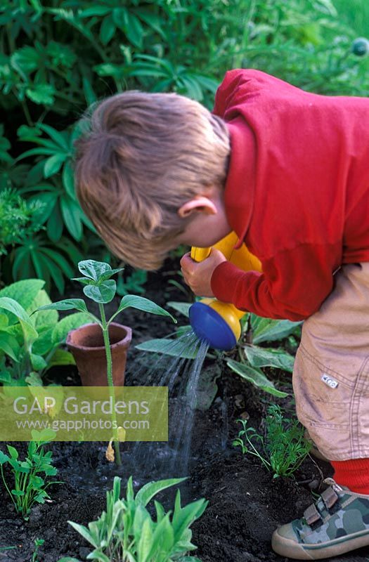 Young boy watering Helianthus - Sunflower plant which he has just planted, May 