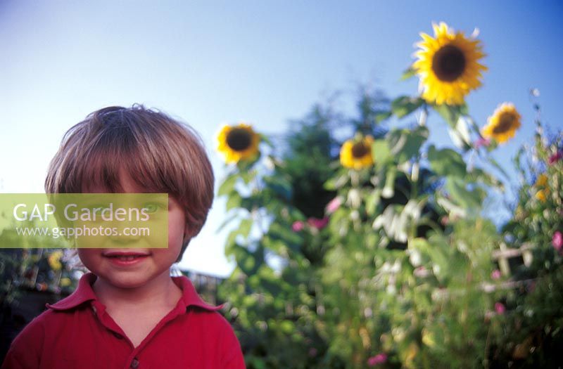 Boy standing in garden next to tall Helianthus - Sunflowers
