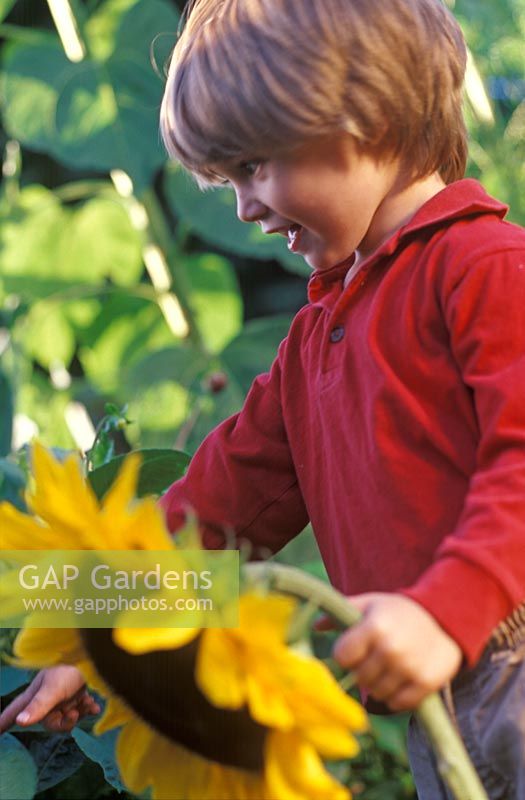 Young boy holding a freshly cut Helianthus - Sunflower which he has grown from seed, September 