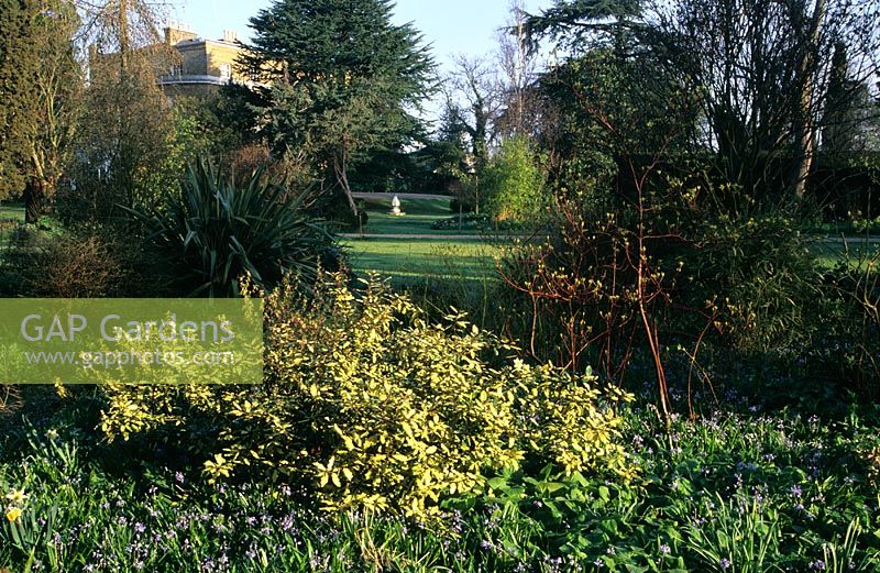 Myddelton House in Enfield, Middlesex. E A Bowles garden with Eleagnus pungens 'Maculata' in foreground