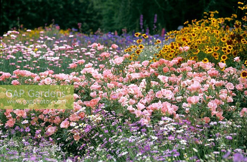 Summer border with Clarkia 'Mrs. Sybil Sherwood', Brachyscombe 'Summer Skies' and  Coreopsis 'Special Mixture' at RHS Wisley in Surrey