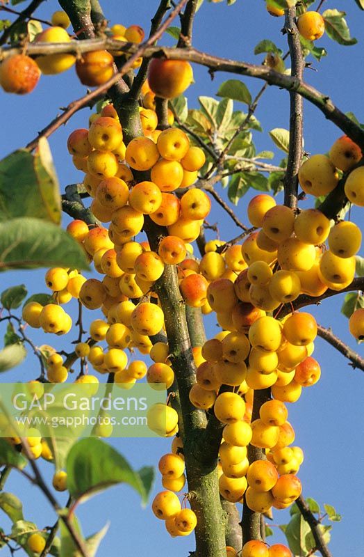 Malus 'Butterball' - Crab Apples 