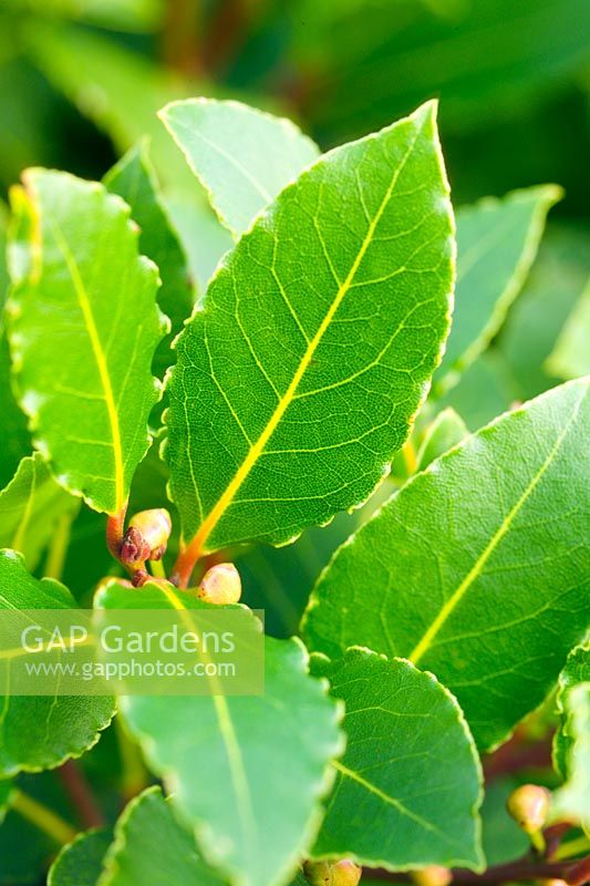Laurus nobilis - Bay leaf