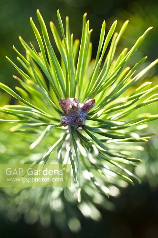 Pinus sylvestris - Scotch Pine