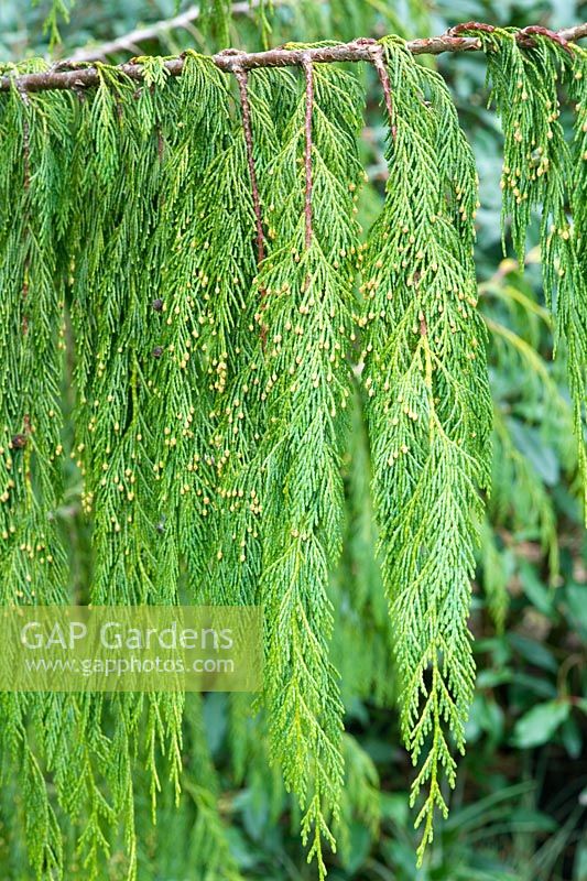 Chamaecyparis nootkatensis 'Pendula' - Cypress