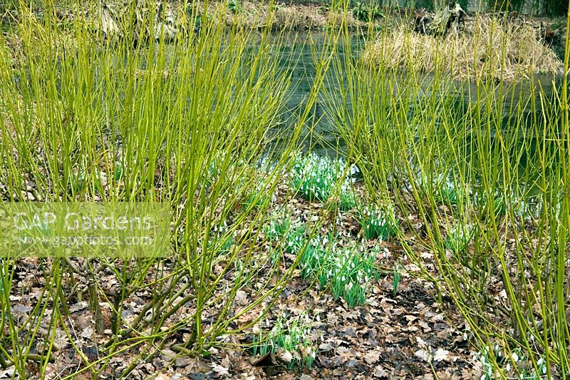 Winter border with Cornus stolonifera 'Flaviramea' underplanted with  Galanthus 'Atkinsii' - Snowdrops at Rosemoor Gardens in Devon  