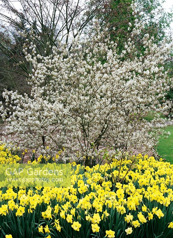 Amelanchier canadensis - underplanted with Narcissus 'St Patricks Day'
