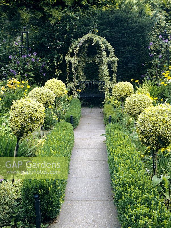 Path lined with Rows of spherical standards of Euonymus 'Emerald and gold' with Hedera - Ivy Bower focal point