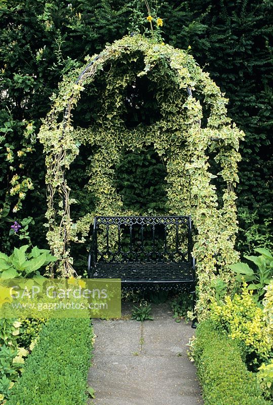 Bower covered with Hedera Helix 'Cavendishii' - Ivy at Little Cottage Hampshire