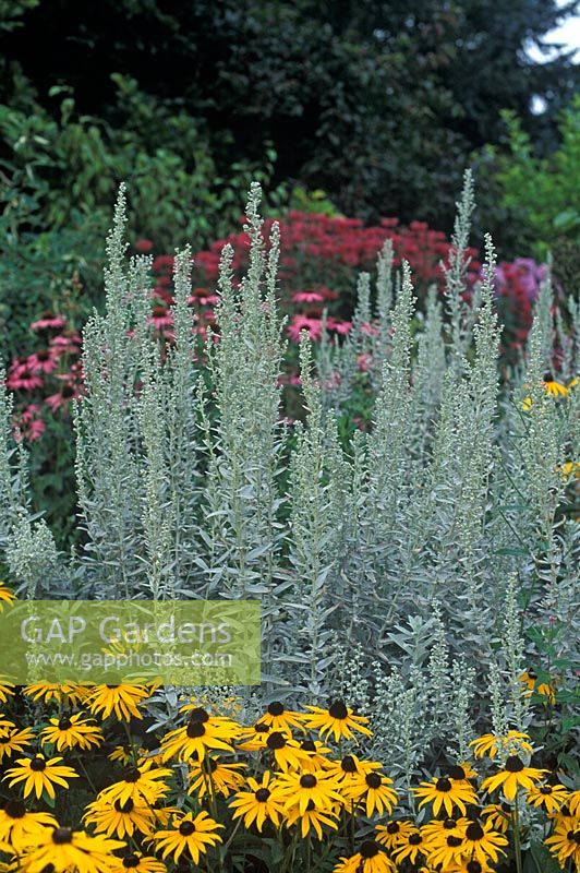 Artemisia ludoriciana 'Silver Queen' - White Sage 