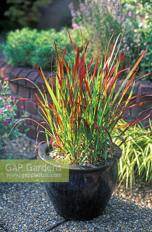 Imperata cylindrica 'Red Baron' - Japanese Blood Grass in container