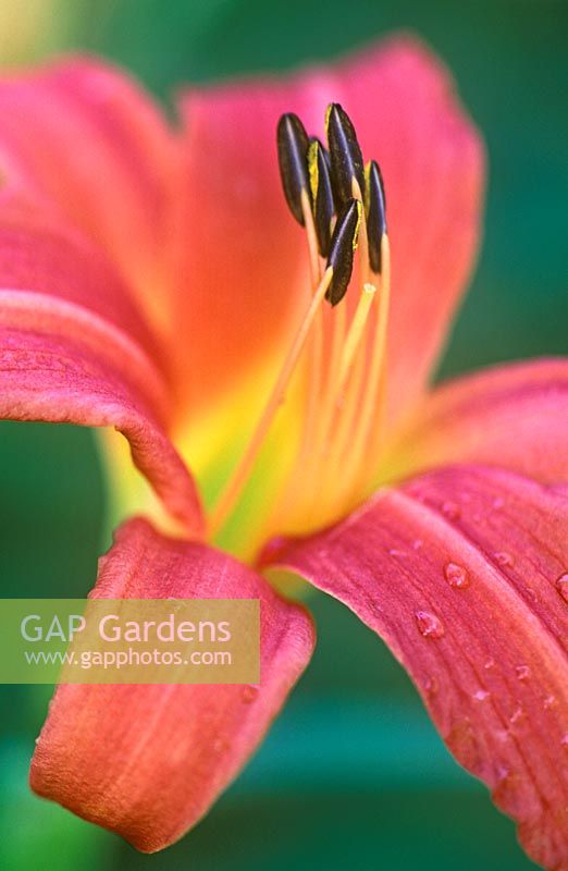 Hemerocallis 'Pink Damask' - Daylily   Perennial, August. Close up of terrocta pink flower with yellow centre and protruding stamen.