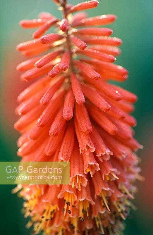 Kniphofia 'Coral Flame' - Torch Lily 