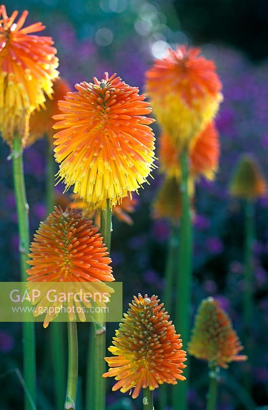 Kniphofia rooperi - Torch Lily 