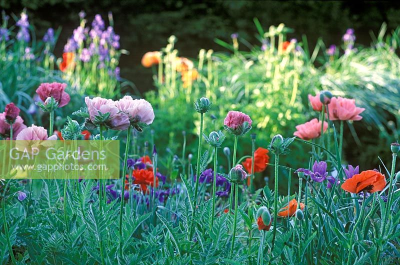 Papaver orientale 'Laurens Lilac' - Poppies 