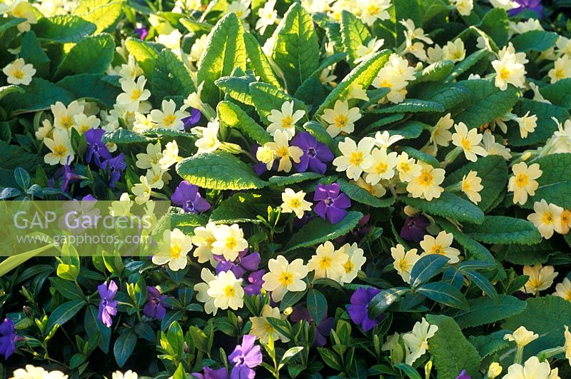 Primula vulgaris - Primrose with Vinca minor 'La Grave' flowering in April  
