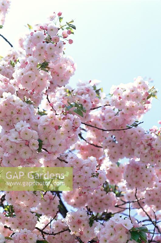 Prunus 'Pink Perfection' - Flowering Cherry Tree in April  