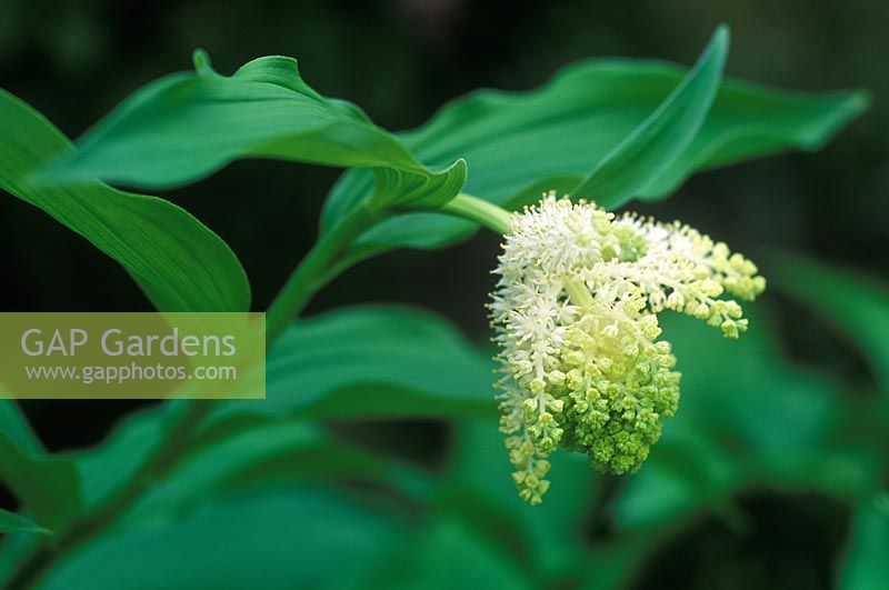 Smilacina racemosa syn Maiathemum racemosum - False Spikenard  