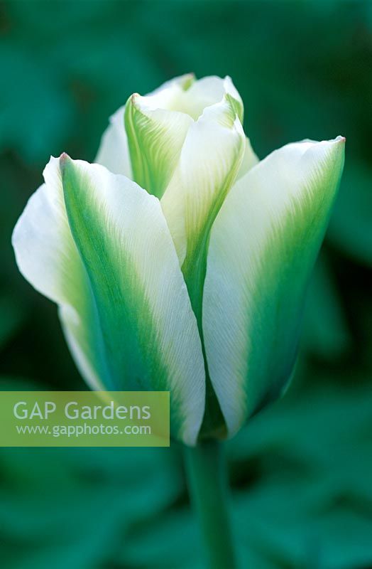 Tulipa 'Spring Green' - Tulip 