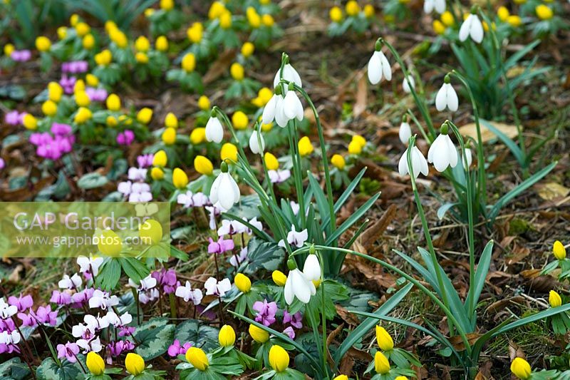 Winter borders with Galanthus - snowdrops, Cyclamens and Eranthis - Winter Aconites at Colesbourne in Gloucestershire