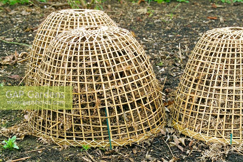 Frost protectors made of basketwork, using dead leaves beneath to protect plants