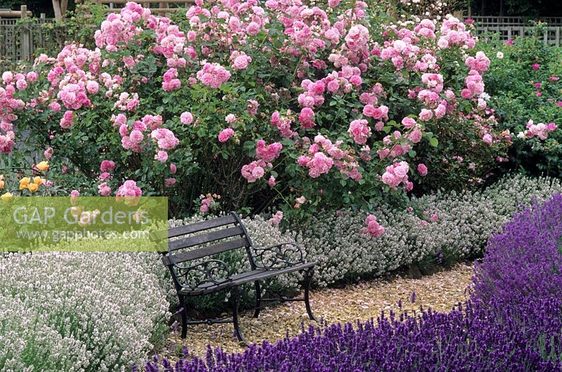 Lavandula angustifolia 'Imperial Gem', 'Dwarf White' and Rosa 'Lavender Lassie'
