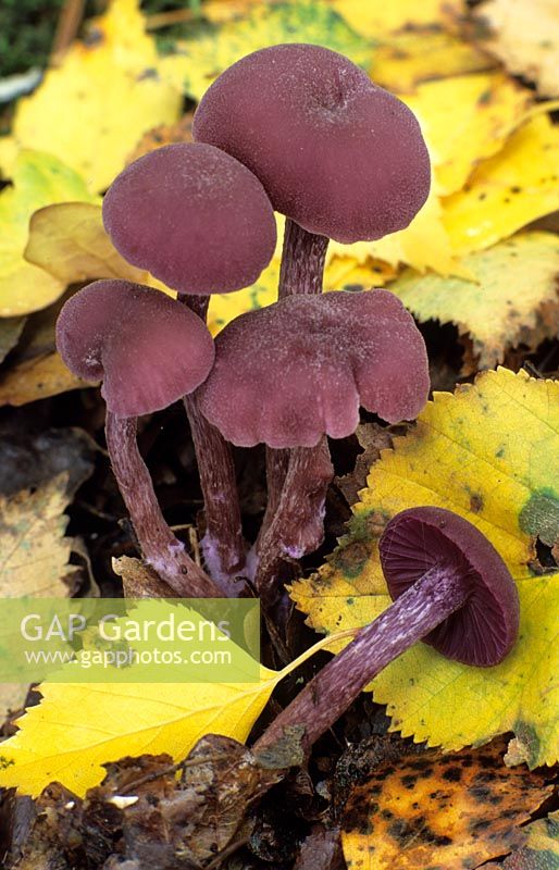 Amethyst deceiver - edible mushrooms