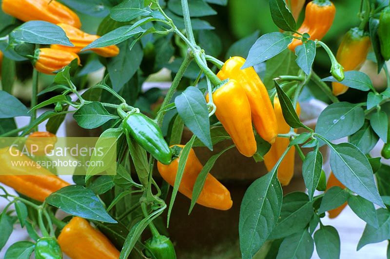 Capsicum - Chilli Pepper growing in Pot