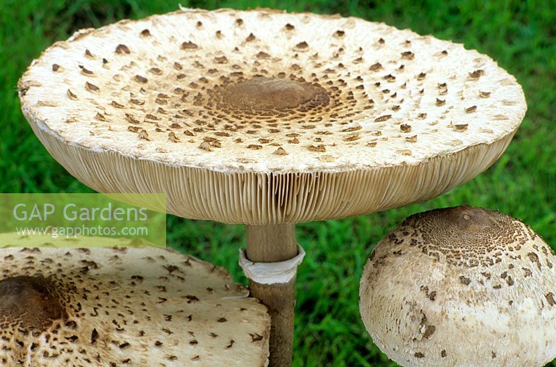 Lepiota Procera - Parasol mushroom