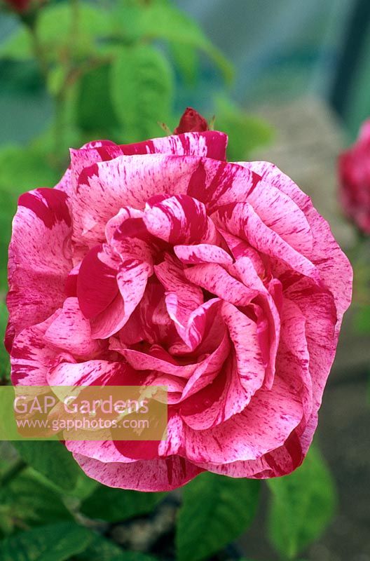 Rosa gallica 'Versicolor', syn mundi