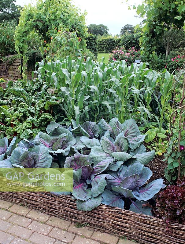 Potager with Sweetcorn 'Sundance', Cabbage 'Red Flare' and Chard   