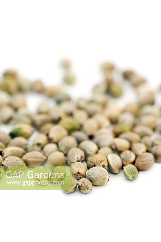 Cannabis sativa subsp sativa - Hemp seeds 